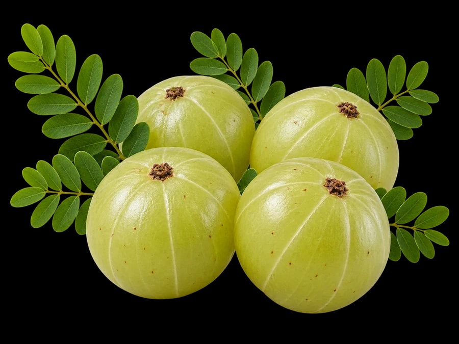 Fresh green amla fruits with delicate leafy branches