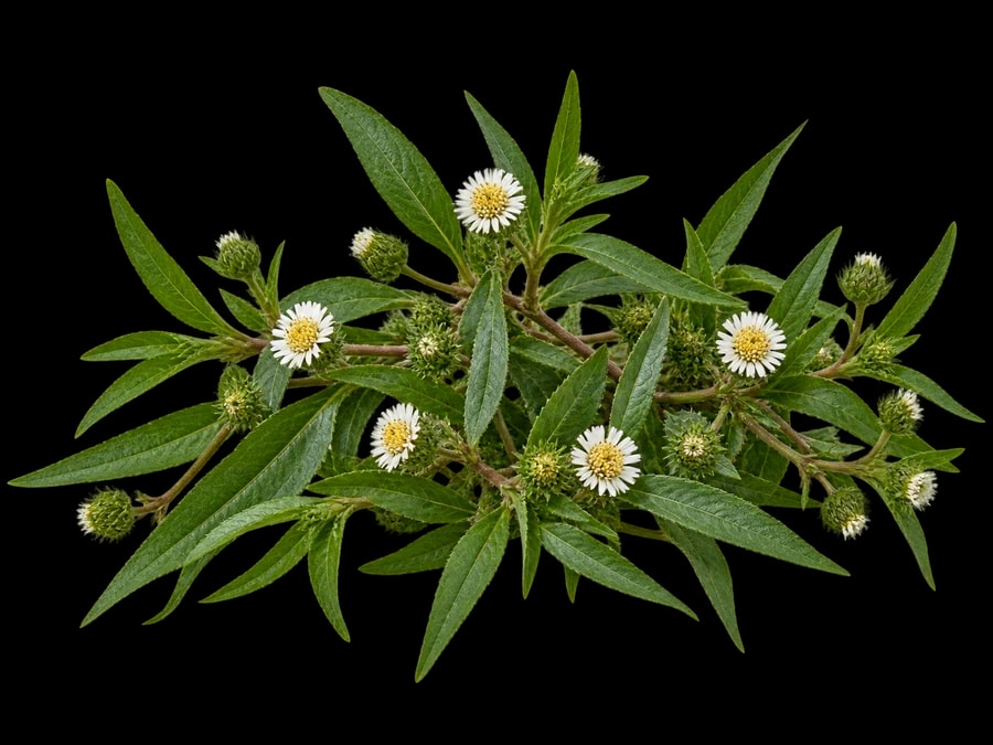 Bhringraj leaves and small white flowers