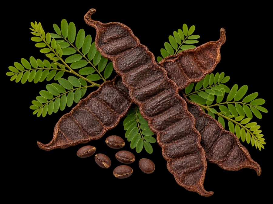 Dried shikakai pods with green compound leaves